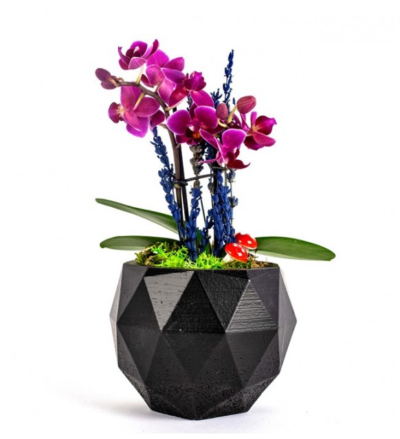 Geometrik Mini Orkide